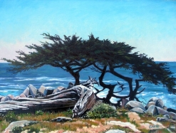 Lone Cypress Tree